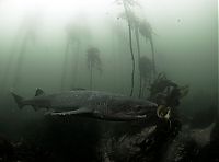 Fauna & Flora: shark