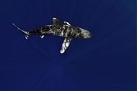 Fauna & Flora: shark