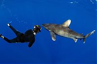 shark