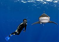 shark