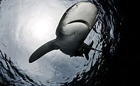 Fauna & Flora: shark