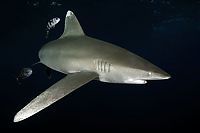 Fauna & Flora: shark