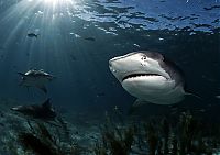 Fauna & Flora: shark