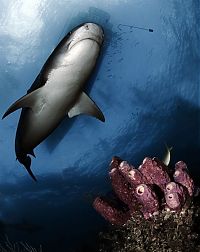 Fauna & Flora: shark