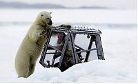 Fauna & Flora: Polar bear attack by Gordon Buchanan