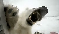 Fauna & Flora: Polar bear attack by Gordon Buchanan