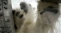 Fauna & Flora: Polar bear attack by Gordon Buchanan