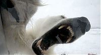 Fauna & Flora: Polar bear attack by Gordon Buchanan