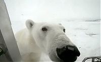 Fauna & Flora: Polar bear attack by Gordon Buchanan