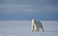 TopRq.com search results: Polar bear attack by Gordon Buchanan