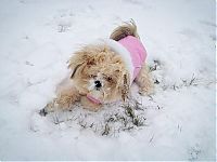 Fauna & Flora: cute puppy dog