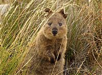 Fauna & Flora: quokka, cute smiling animal