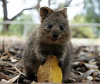 Fauna & Flora: quokka, cute smiling animal