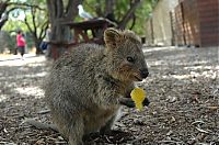 Fauna & Flora: quokka, cute smiling animal