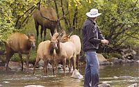 TopRq.com search results: Deers interrupted a fishing, Cowichan River Provincial Park, British Columbia, Canada