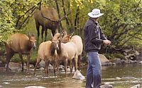 Fauna & Flora: Deers interrupted a fishing, Cowichan River Provincial Park, British Columbia, Canada