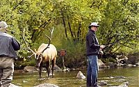 Fauna & Flora: Deers interrupted a fishing, Cowichan River Provincial Park, British Columbia, Canada