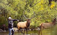 TopRq.com search results: Deers interrupted a fishing, Cowichan River Provincial Park, British Columbia, Canada