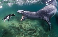 TopRq.com search results: Leopard seal eats a penguin, Antarctic Peninsula, Weddell Sea, Southern Ocean