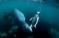 Fauna & Flora: Leopard seal eats a penguin, Antarctic Peninsula, Weddell Sea, Southern Ocean