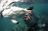 Fauna & Flora: Leopard seal eats a penguin, Antarctic Peninsula, Weddell Sea, Southern Ocean