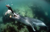 Fauna & Flora: Leopard seal eats a penguin, Antarctic Peninsula, Weddell Sea, Southern Ocean