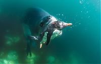 Fauna & Flora: Leopard seal eats a penguin, Antarctic Peninsula, Weddell Sea, Southern Ocean