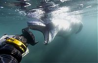 TopRq.com search results: Leopard seal eats a penguin, Antarctic Peninsula, Weddell Sea, Southern Ocean