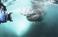 Fauna & Flora: Leopard seal eats a penguin, Antarctic Peninsula, Weddell Sea, Southern Ocean