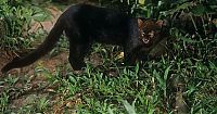 TopRq.com search results: jaguarundi eyra cat