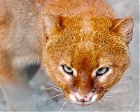 TopRq.com search results: jaguarundi eyra cat