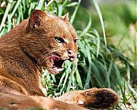Fauna & Flora: jaguarundi eyra cat