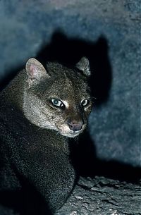 Fauna & Flora: jaguarundi eyra cat