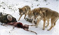 TopRq.com search results: Dining with wolves by Werner Freund