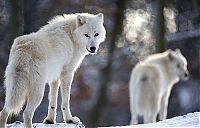 Fauna & Flora: Dining with wolves by Werner Freund