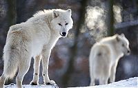 TopRq.com search results: Dining with wolves by Werner Freund