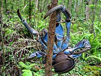 TopRq.com search results: coconut crab