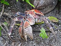 Fauna & Flora: coconut crab