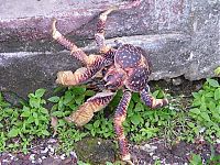 TopRq.com search results: coconut crab