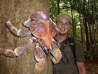 Fauna & Flora: coconut crab