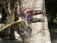 Fauna & Flora: coconut crab