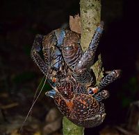 Fauna & Flora: coconut crab