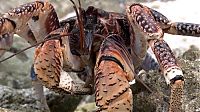 Fauna & Flora: coconut crab