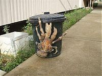 TopRq.com search results: coconut crab