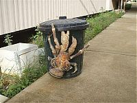 Fauna & Flora: coconut crab