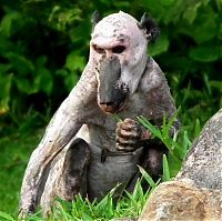 Fauna & Flora: Bald and sick Baboon, Zimbabwe