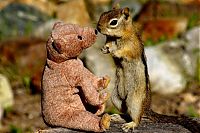 Fauna & Flora: chipmunk with a teddy bear