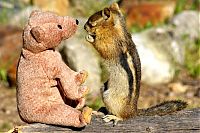 Fauna & Flora: chipmunk with a teddy bear