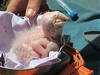 Fauna & Flora: ara macaw parrot