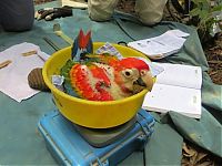 TopRq.com search results: ara macaw parrot